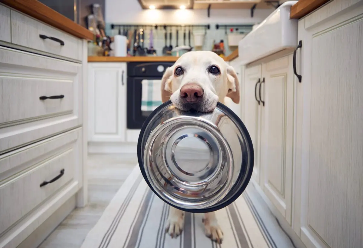 Dog holding an empty food bowl for a balanced diet for dogs article