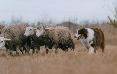 Border-Collie-1024x684