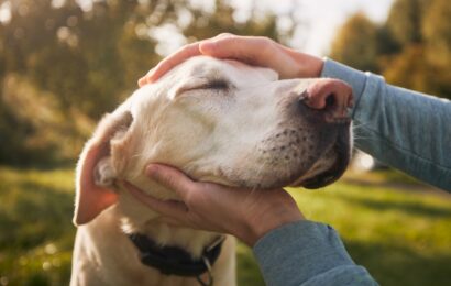 Labrador-Retriever