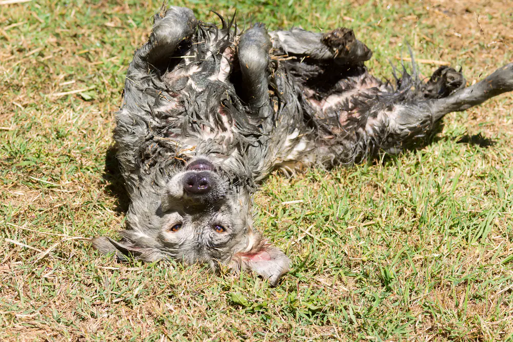 Why Do Dogs Love Rolling in Smelly Things?