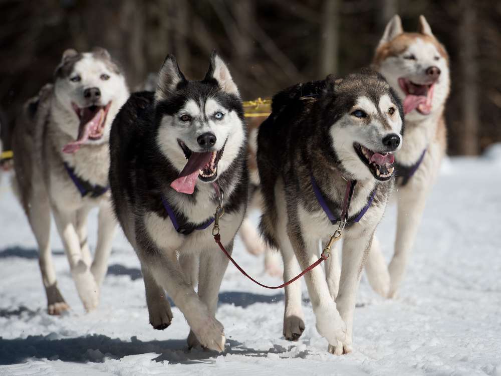 Four Siberian Huskies running together through the snow.