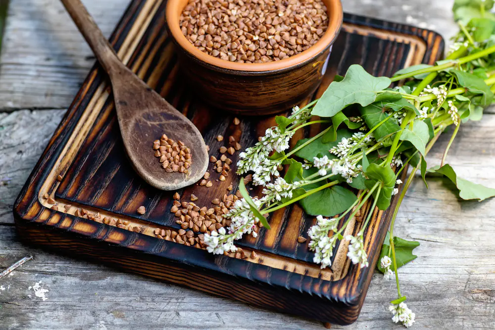 Buckwheat seeds and flowering buckwheat plant on a wooden board
