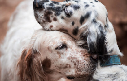 A,Friendship,Between,Adorable,English,Setters.