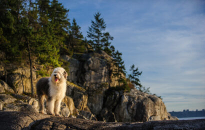 Old,English,Sheepdog,Outdoor,Portrait,Standing,On,Cliff,By,Ocean