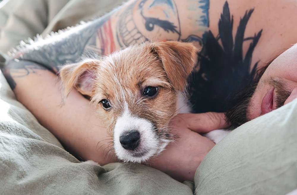 A small puppy resting closely beside its sleeping owner in bed