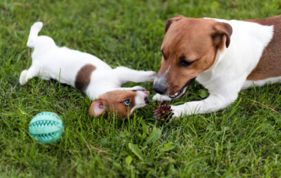 Jack,Russell,Dogs,Playing,On,Grass,Meadow.,Puppy,And,Adult