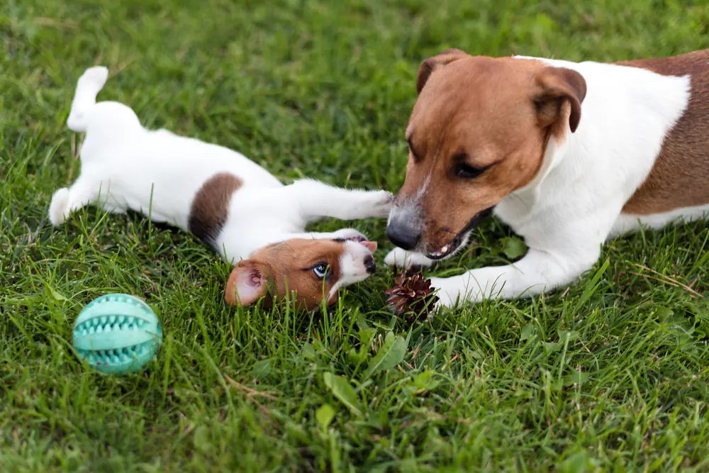 A young puppy interacting with a calm adult dog on the grass.