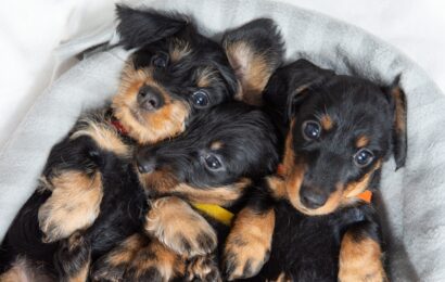 Three,Puppies,Of,A,Wire-haired,Dachshund,Are,Lying,On,The
