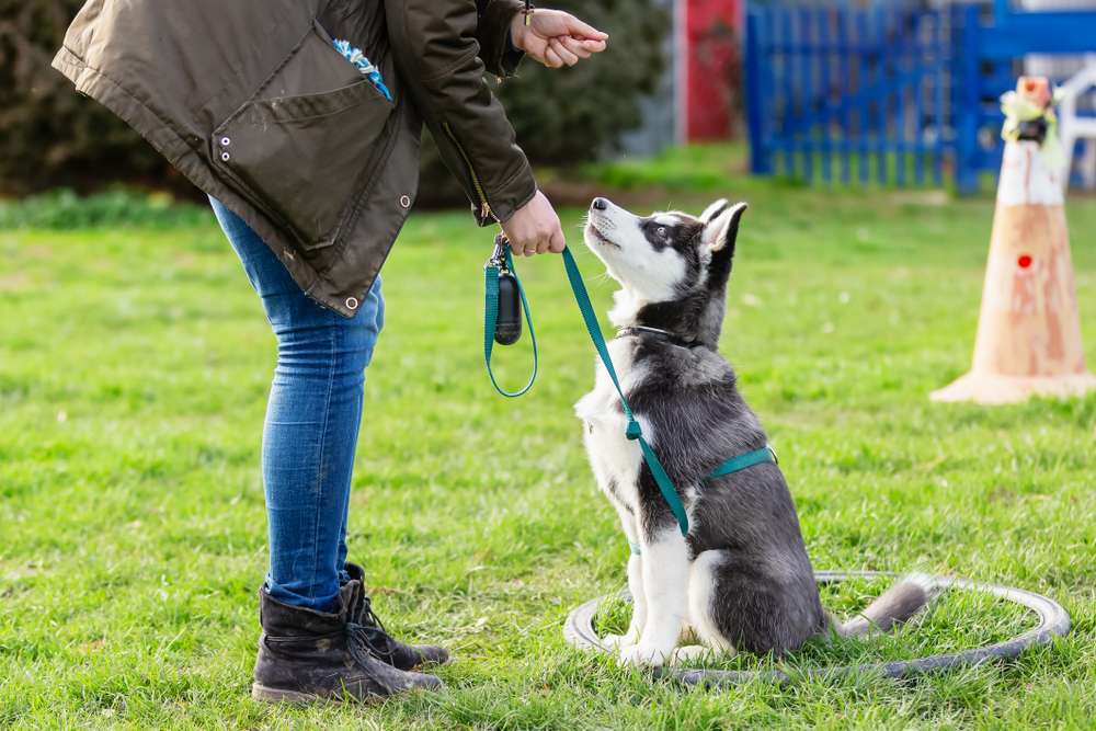 A young Husky puppy sitting attentively during reward-based training with its owner outdoors.