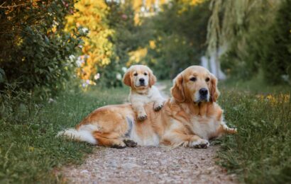 Adult,Dog,Golden,Retriever,With,A,Puppy,For,A,Walk