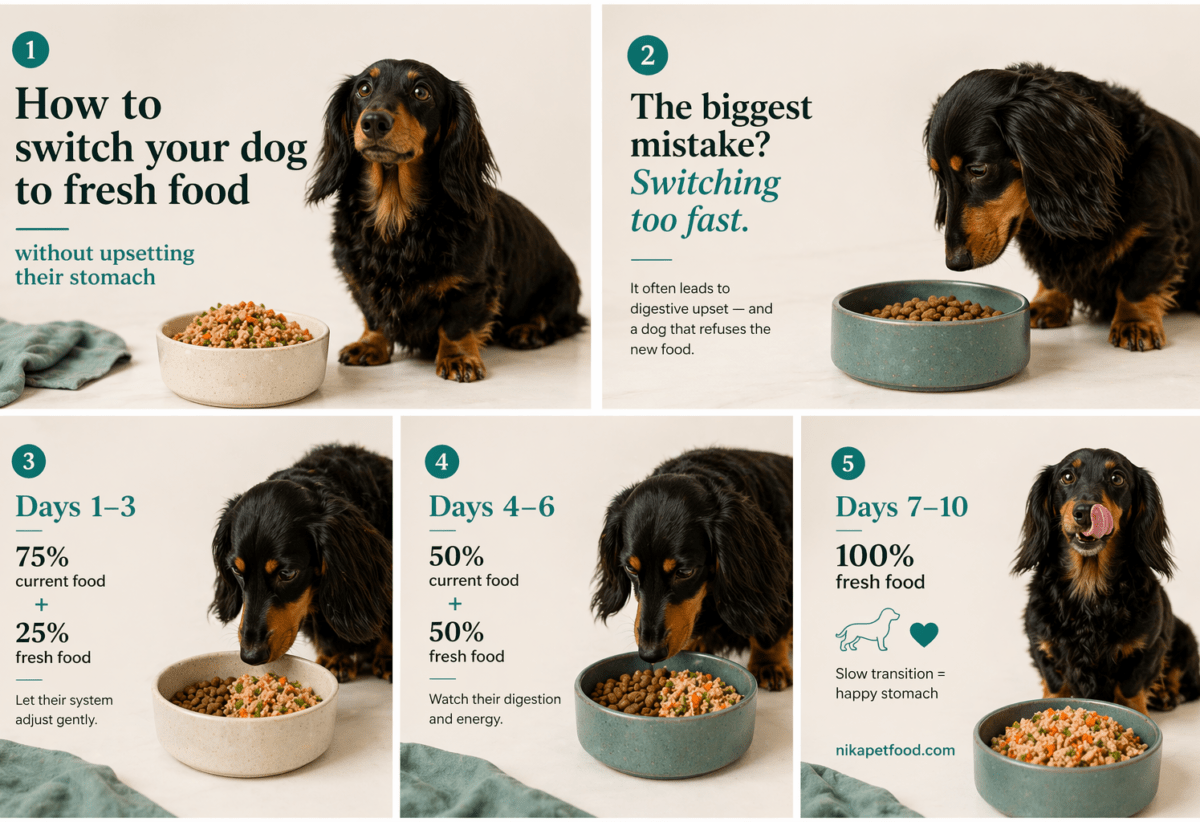 How to switch your dog from kibble to freshly cooked food with a 10-day transition plan