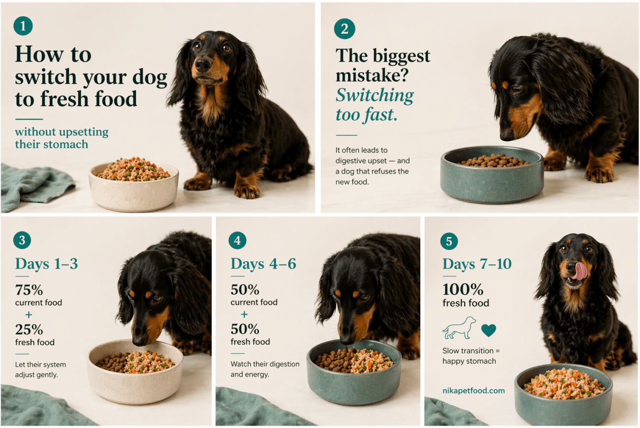 How to switch your dog from kibble to freshly cooked food with a 10-day transition plan