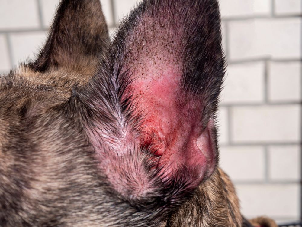 Single-protein diets for dogs: when I use them and how to start