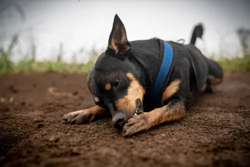 Dog licking its paw for single-protein diet and skin sensitivity article