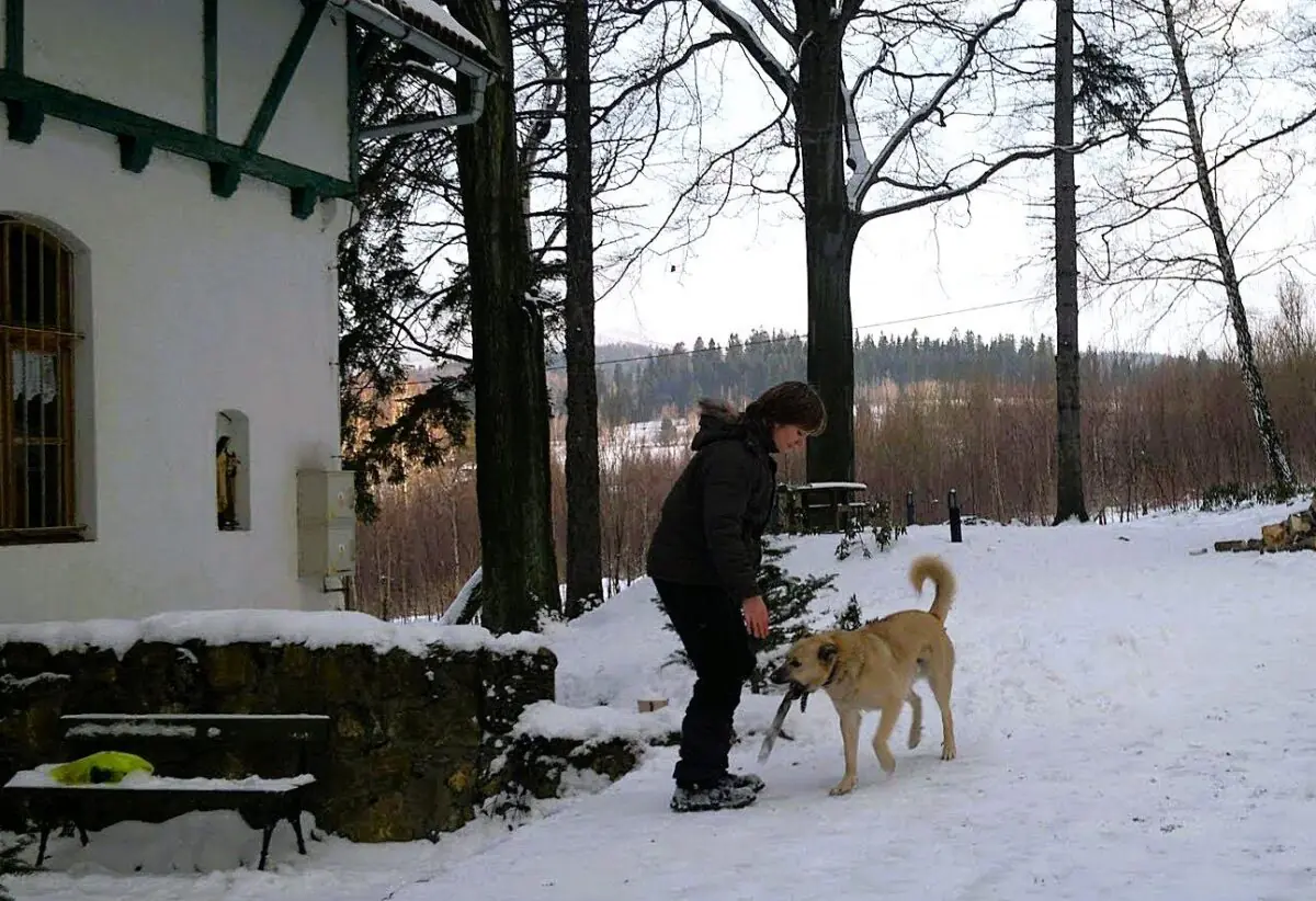 Dog behaviour in winter during a snowy walk