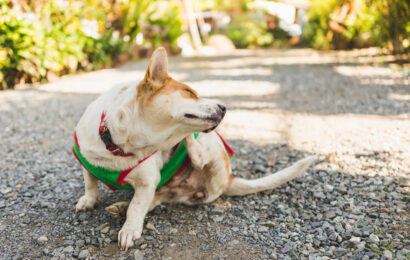 Small dog scratching outdoors on a gravel path, illustrating seasonal allergies in dogs