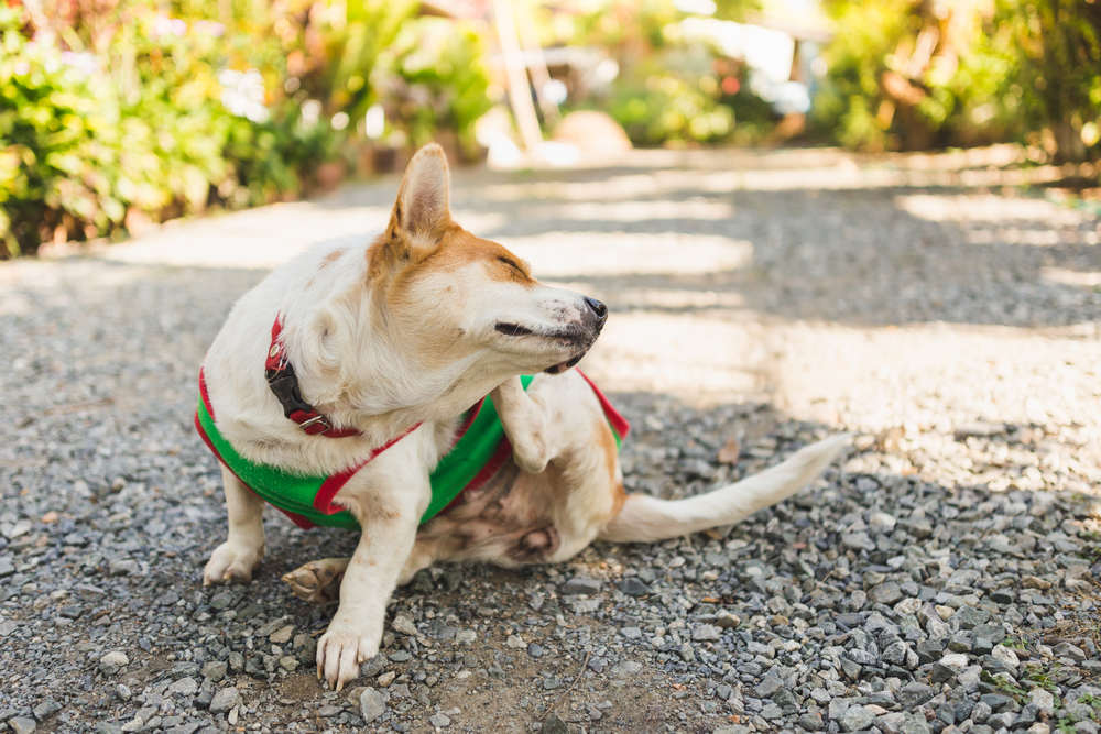 Small dog scratching outdoors on a gravel path, illustrating seasonal allergies in dogs