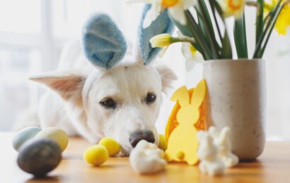 Cute,Dog,In,Bunny,Ears,Looking,At,Stylish,Easter,Eggs