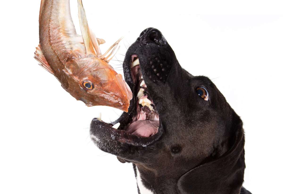 A dog with an open mouth about to catch a fresh, raw mackerel, illustrating a natural whole-food source of fish oil for dogs.