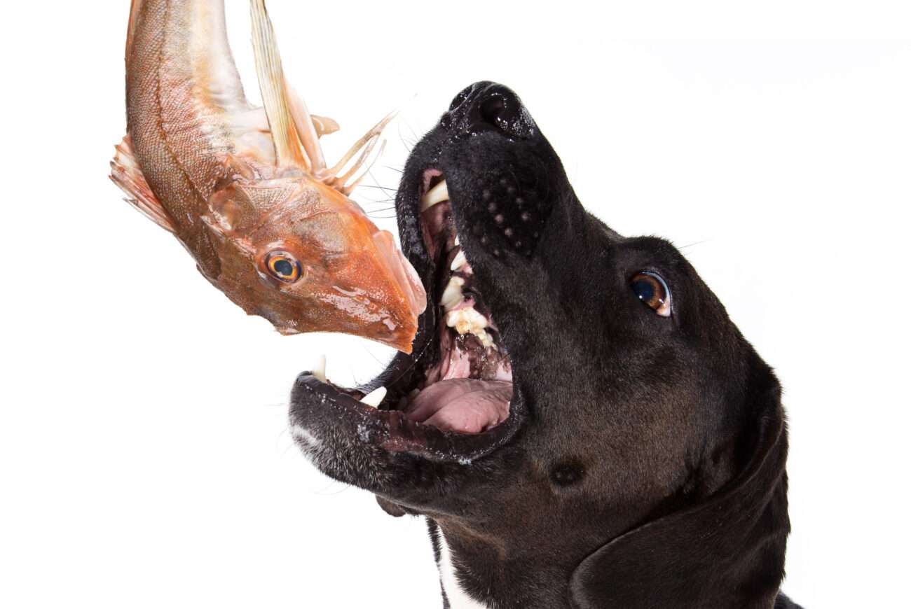 A dog with an open mouth about to catch a fresh, raw mackerel, illustrating a natural whole-food source of fish oil for dogs.