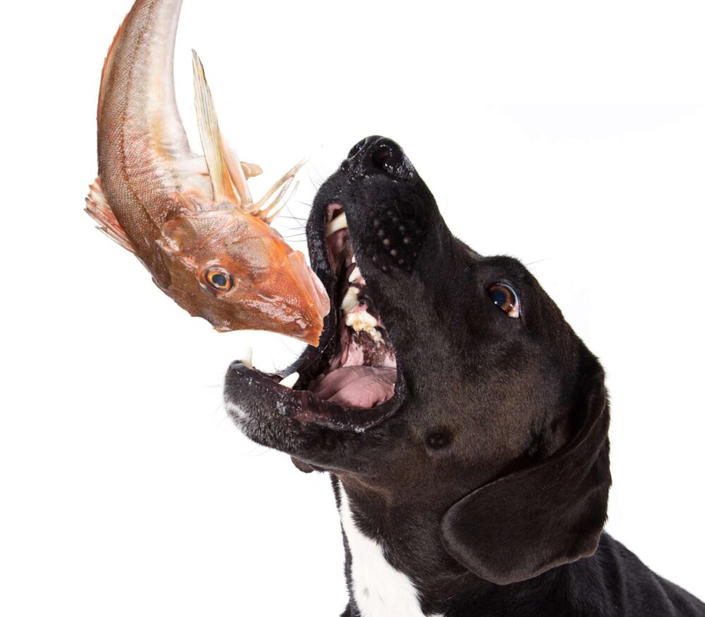 Dog with fresh mackerel for fish oil and omega-3 nutrition article