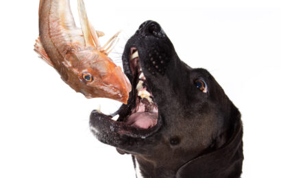Dog-catching-fresh-mackerel-ika-pevensey-bay A dog with an open mouth about to catch a fresh, raw mackerel, illustrating a natural whole-food source of fish oil for dogs.