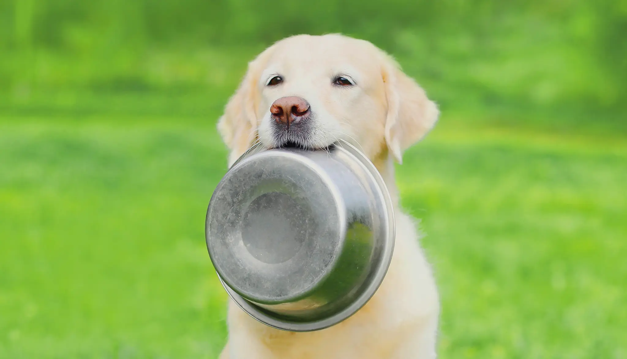 Happy young dog holding a food bowl on grass, illustrating Nika Pet Food frequently asked questions
