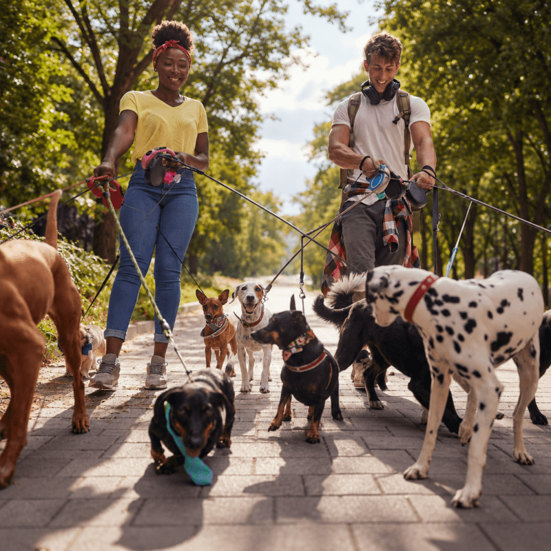 Dog walkers in a sunny park for the Nika Pet Food refer-a-friend offer