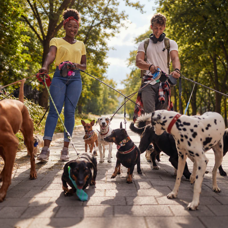 Dog walkers in a sunny park for the Nika Pet Food refer-a-friend offer