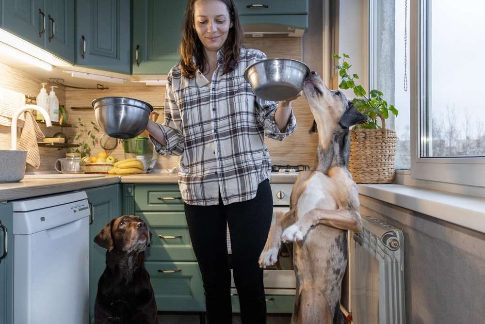 A woman in a kitchen holding two metal bowls while a Labrador and a Great Dane eagerly wait for their fresh dog food, illustrating a healthy alternative to kibble