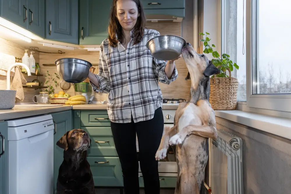 A woman preparing fresh dog food bowls for two dogs in a kitchen