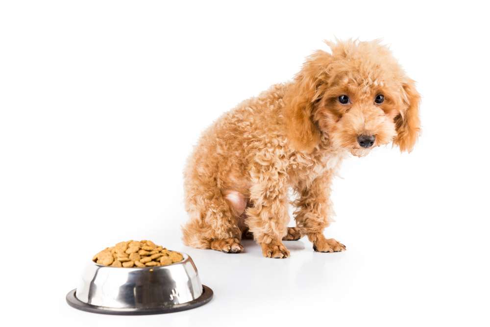 Small curly-coated dog won’t eat kibble from a bowl of dry food