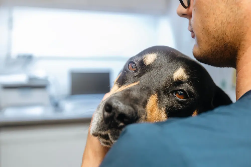 A black and tan dog being gently comforted by its owner, illustrating care for dogs with sensitive stomachs.