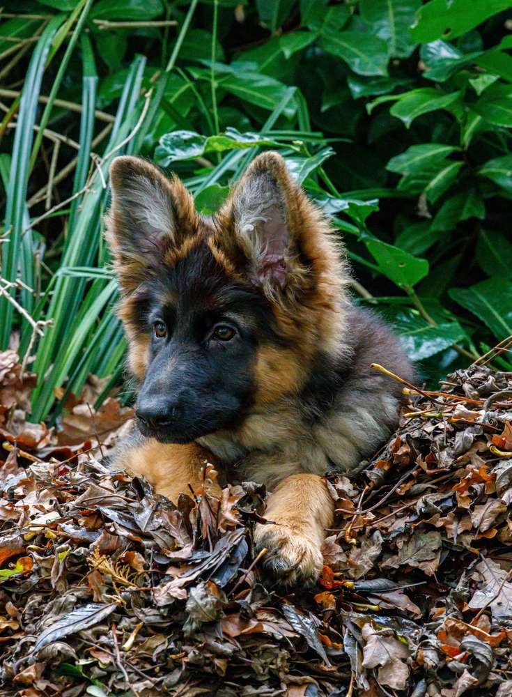 Young German Shepherd puppy lying in autumn leaves at the weaning and early growth stage