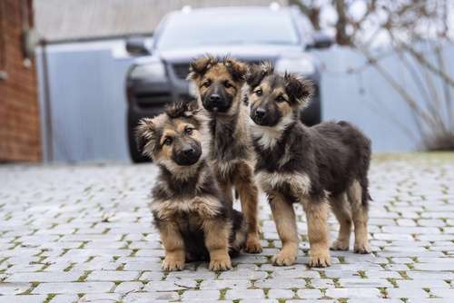 Three young German Shepherd puppies standing together on cobblestones