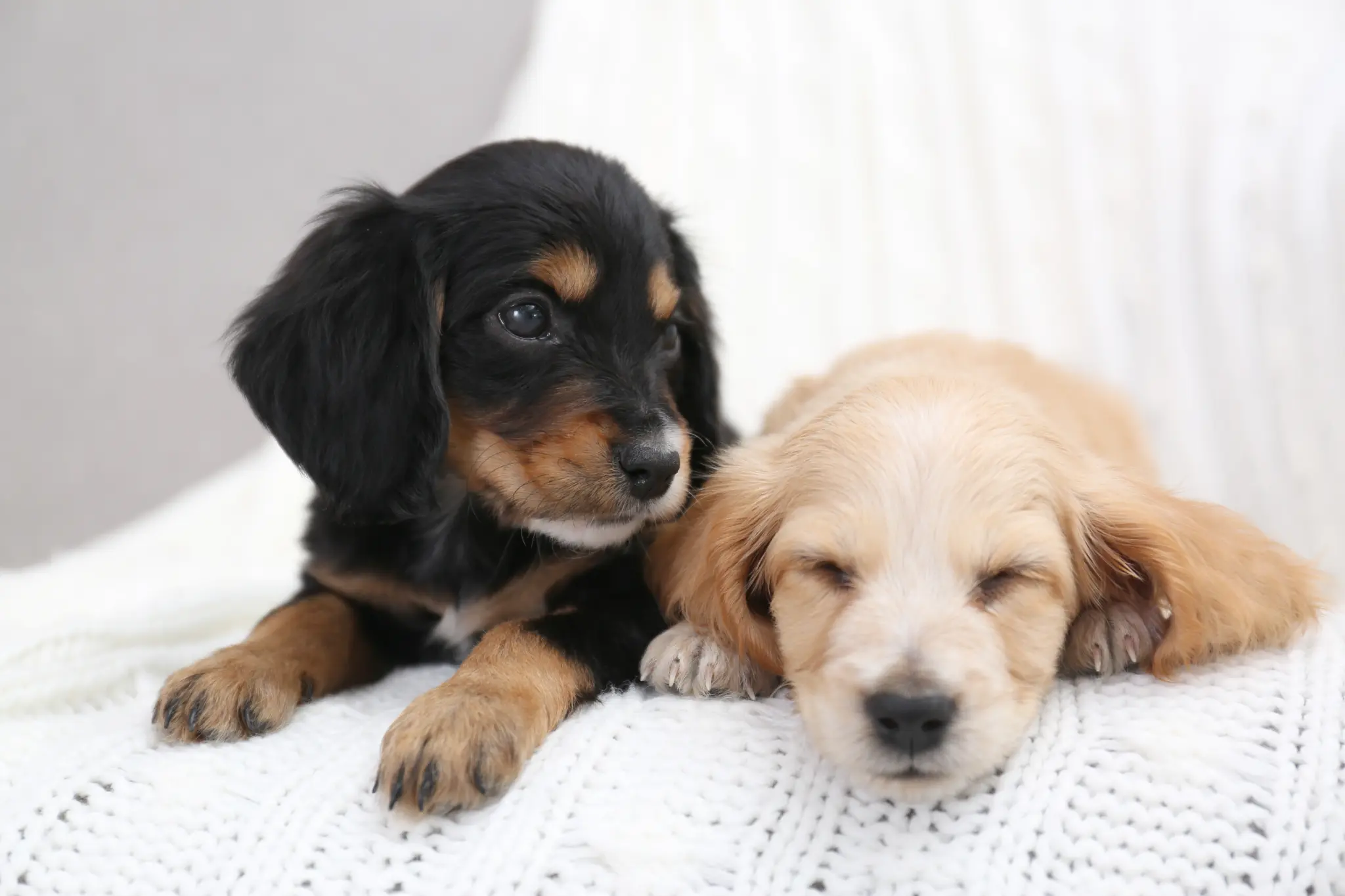 Two young puppies resting together on a soft white blanket
