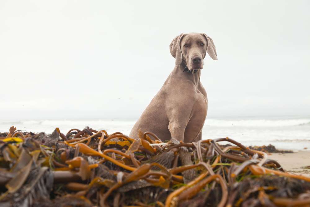 Dog sitting on a beach near kelp seaweed
