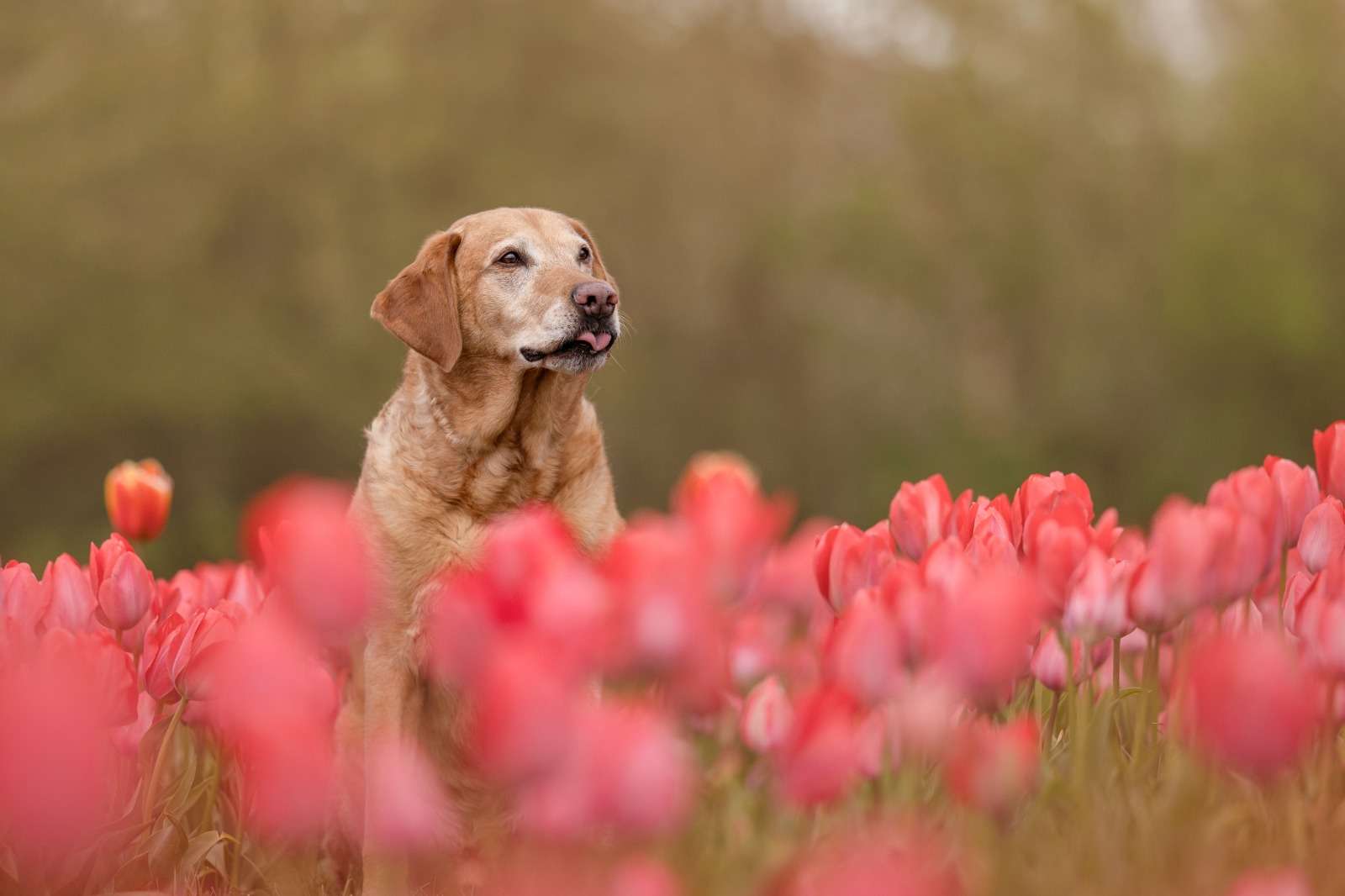 Golden Labrador sitting among red tulips, photographed by Liv Cottingham Photography
