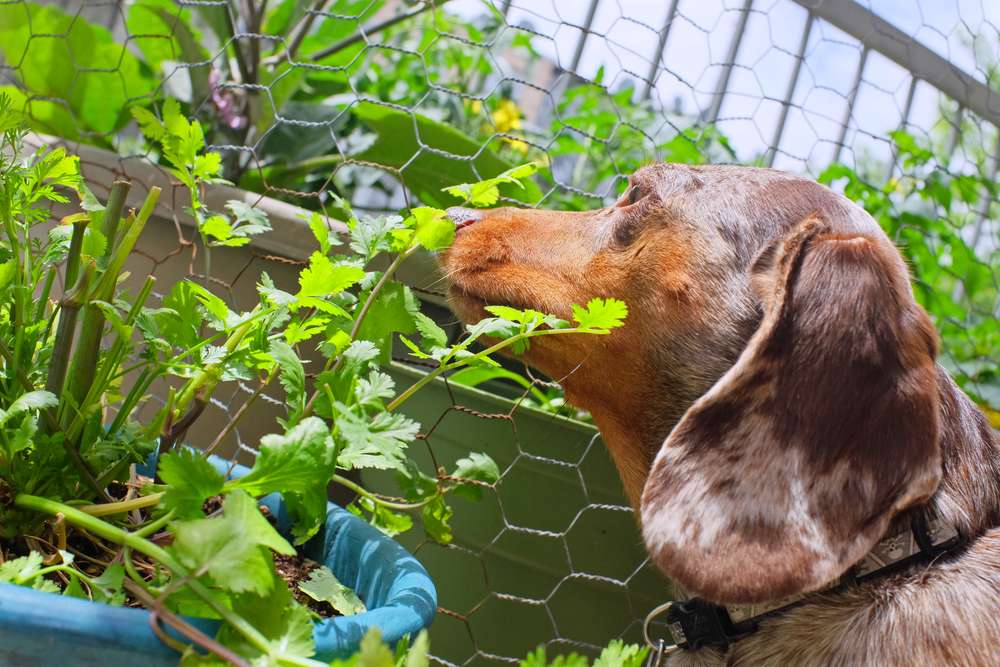 Dog smelling fresh herbs growing in a planter