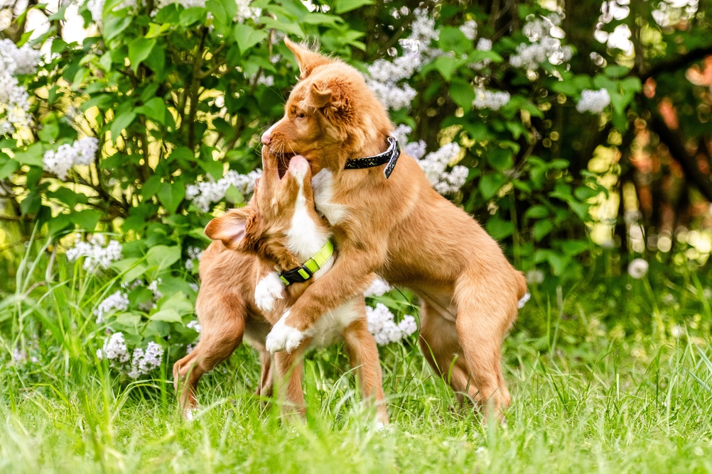 Two puppies playing outdoors during puppy socialisation, learning communication and confidence through safe dog interaction