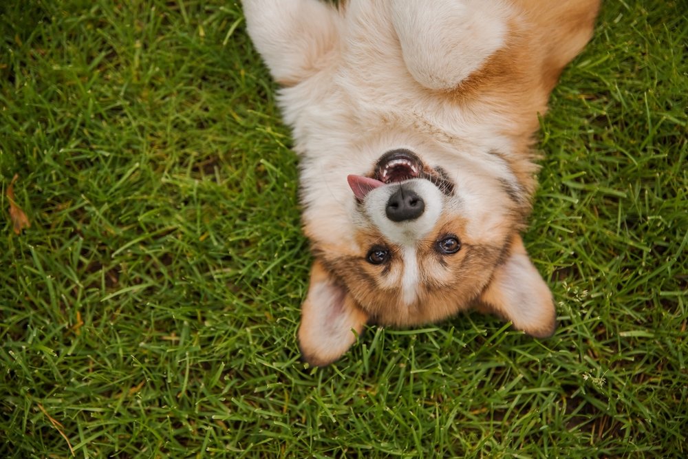 Happy dog on grass, illustrating choosing fresh dog food delivery alternatives in the UK